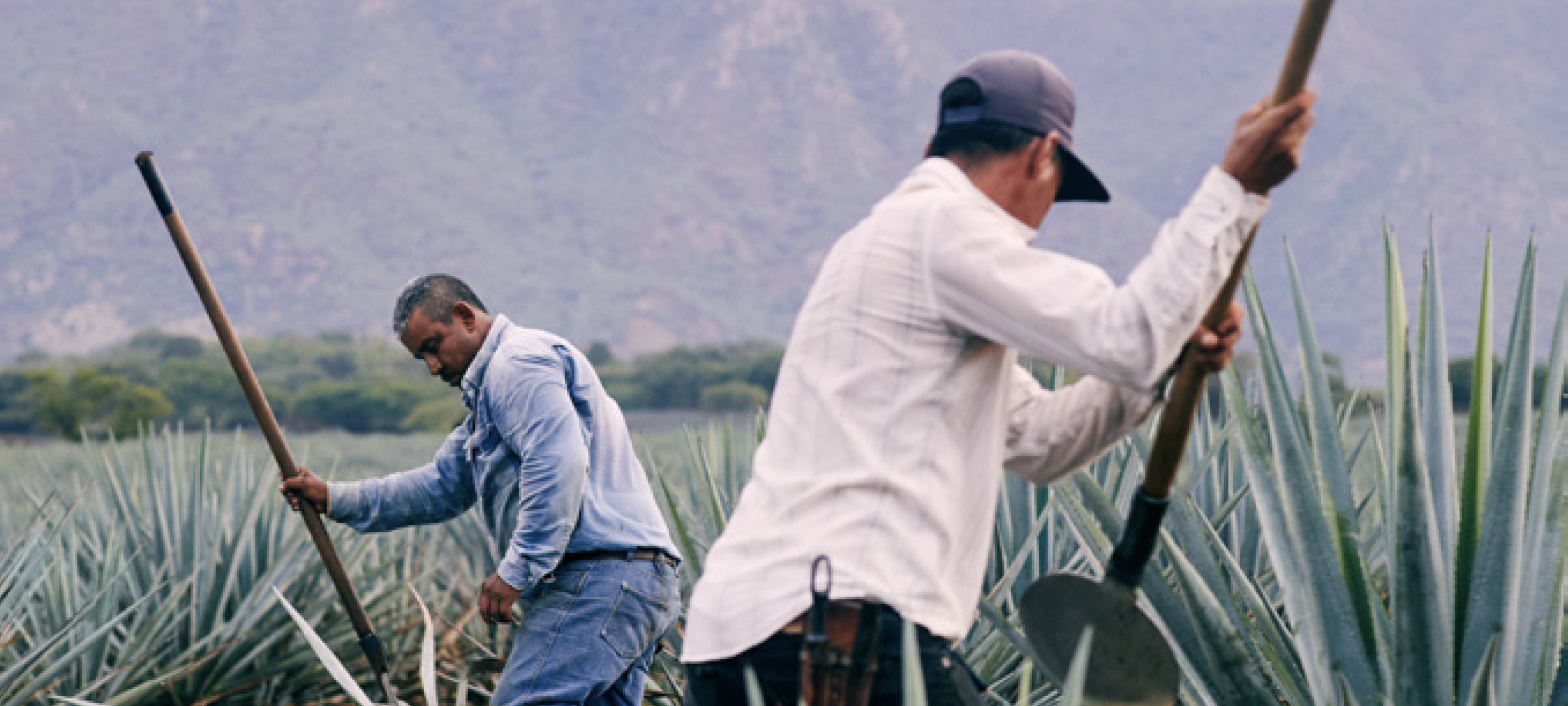 Tequila process image as background